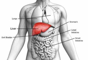 Liver Function Test