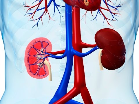 meditest kidney